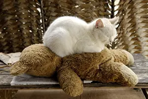 Sleepiness: White cat sleeping on a teddy bear New Caledonia