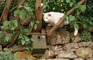 Raiding: White CAT- in tree, raiding bird nest box