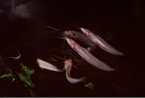Catfish: WHITE CATFISH