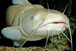 Bred: White Catfish - captive bred variety fish