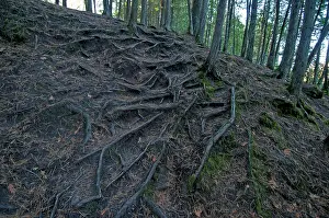 Cedar: White cedar roots exposed