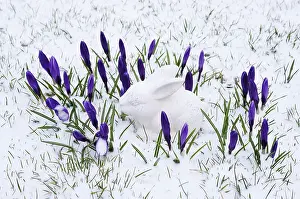 Traditions: White ceramic Easter Bunny and crocuses in the snow