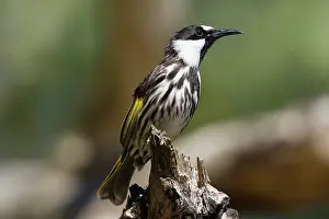 Jervis: White-cheeked Honeyeater