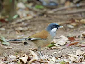 Laughing: White Cheeked Laughing Thrush Garrulax vassali Da