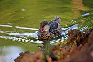 Bahamensis: White-cheeked Pintail