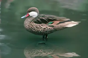 Bahama: White-cheeked Pintail