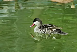 Bahamensis: White-Cheeked Pintail