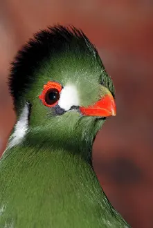 Turacos: White Cheeked Touraco