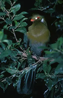 Ethiopian: White-Cheeked Touraco