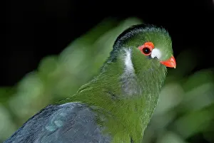 Tauraco: White Cheeked Turaco