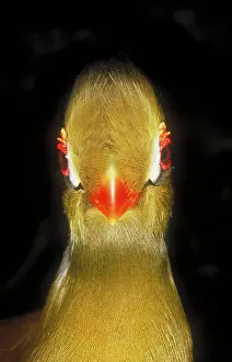 Tauraco: White cheeked turaco