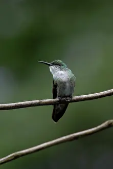 Emerald: White-chested Emerald