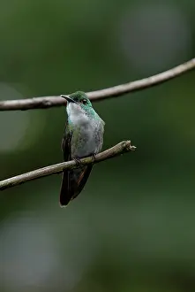 Emerald: White-chested Emerald