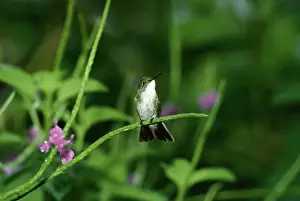Amazilia: White-chested Emerald Hummingbird