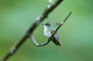 Amazilia: White-chested Emerald Hummingbird - Sitting on branch