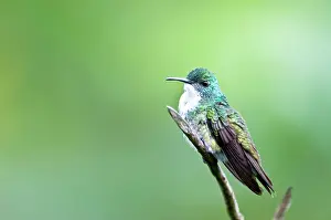 Amazilia: White-chested Emerald Hummingbird - Sitting on branch