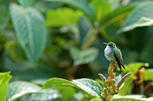 Amazilia: White-chested Emerald Hummingbird - Sitting on flower bud