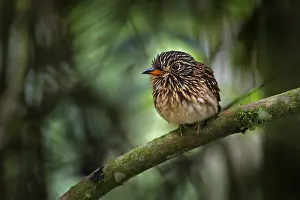 Place: White-chested puffbird, Malacoptila fusca