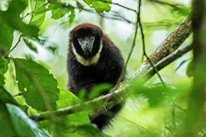 Chested: White-chested Titi Monkey / Black Titi Monkey, Cano