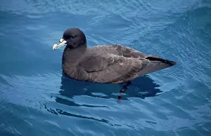 Chinned: White-chinned Petrel