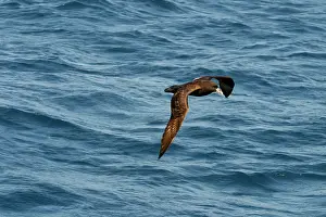 Chinned: White-chinned Petrel / Cape Hen - In flight