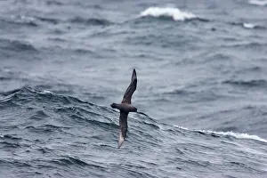 Chinned: White-chinned Petrel / Cape Hen - In flight over sea