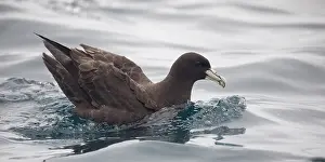 Chinned: White-chinned Petrel - Off the Kaikoura coast -