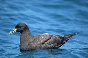 Chinned: White-chinned Petrel - on sea