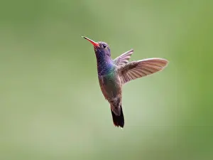 Perch: White Chinned Sapphire in flight Chlorestes cyanus