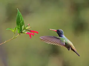 Perch: White Chinned Sapphire at flower Chlorestes cyanus