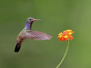 Perch: White Chinned Sapphire at flower Chlorestes cyanus