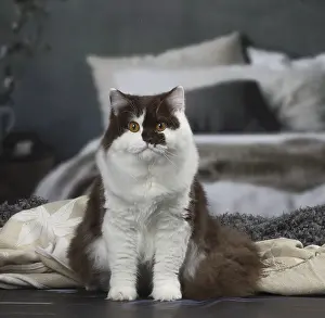 Longhairs: White and chocolate British Longhair cat indoors