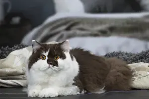 Longhairs: White and chocolate British Longhair cat indoors