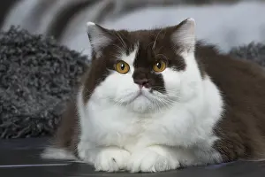 Longhairs: White and chocolate British Longhair cat indoors