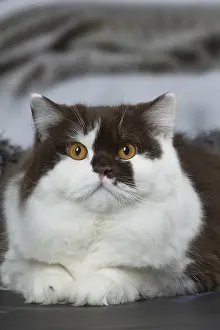Longhairs: White and chocolate British Longhair cat indoors