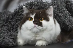 Longhairs: White and chocolate British Longhair cat indoors