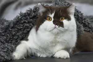 Longhairs: White and chocolate British Longhair cat indoors