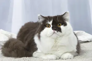 Longhairs: White and chocolate British Longhair cat indoors