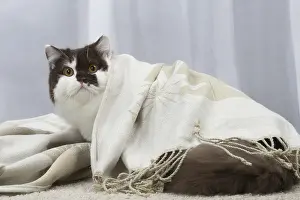 Longhairs: White and chocolate British Longhair cat indoors