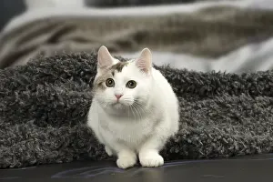 Munchkin: White and chocolate Munchkin Taby cat indoors
