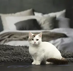 Munchkin: White and chocolate Munchkin Taby cat indoors