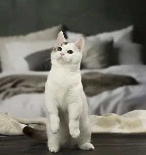 Munchkin: White and chocolate Munchkin Taby cat indoors