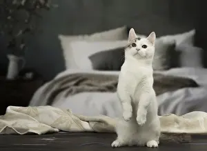 Munchkin: White and chocolate Munchkin Taby cat indoors