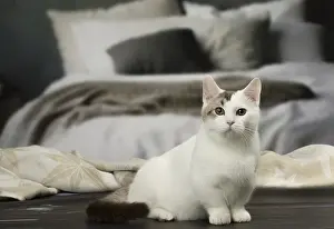 Munchkin: White and chocolate Munchkin Taby cat indoors
