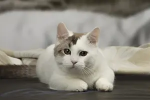Munchkin: White and chocolate Munchkin Taby cat indoors