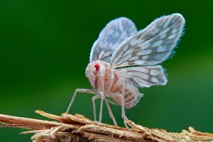 Homoptera: A white cixiid planthopper (Cixiidae - Borysthenes