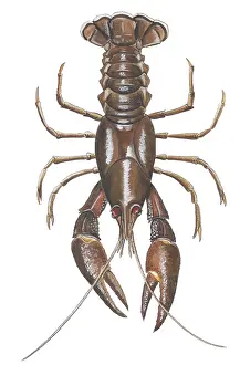 Shellfish: White-clawed Crayfish