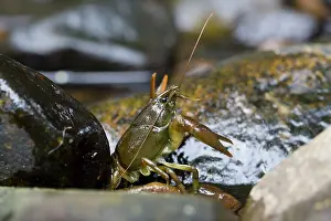 Clawed: White Clawed Crayfish