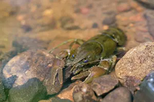 Clawed: White Clawed Crayfish