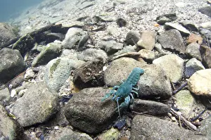 Clawed: White-clawed crayfish (Austropotamobius pallipes)